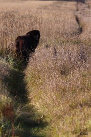 IMG_3435