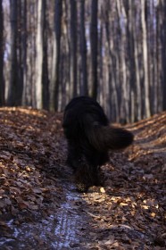 IMG_x_0387