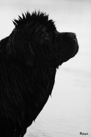 IMG_4528