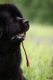 IMG_8017