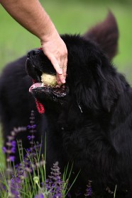 IMG_8091