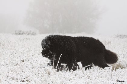IMG_6238